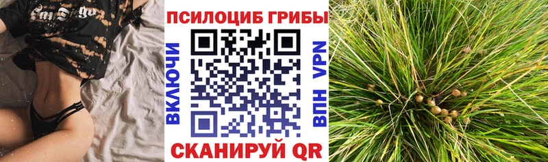 где продают наркотики  Борзя  Псилоцибиновые грибы MAGIC MUSHROOMS 